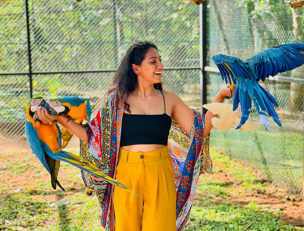 Birds Resort Cinematic